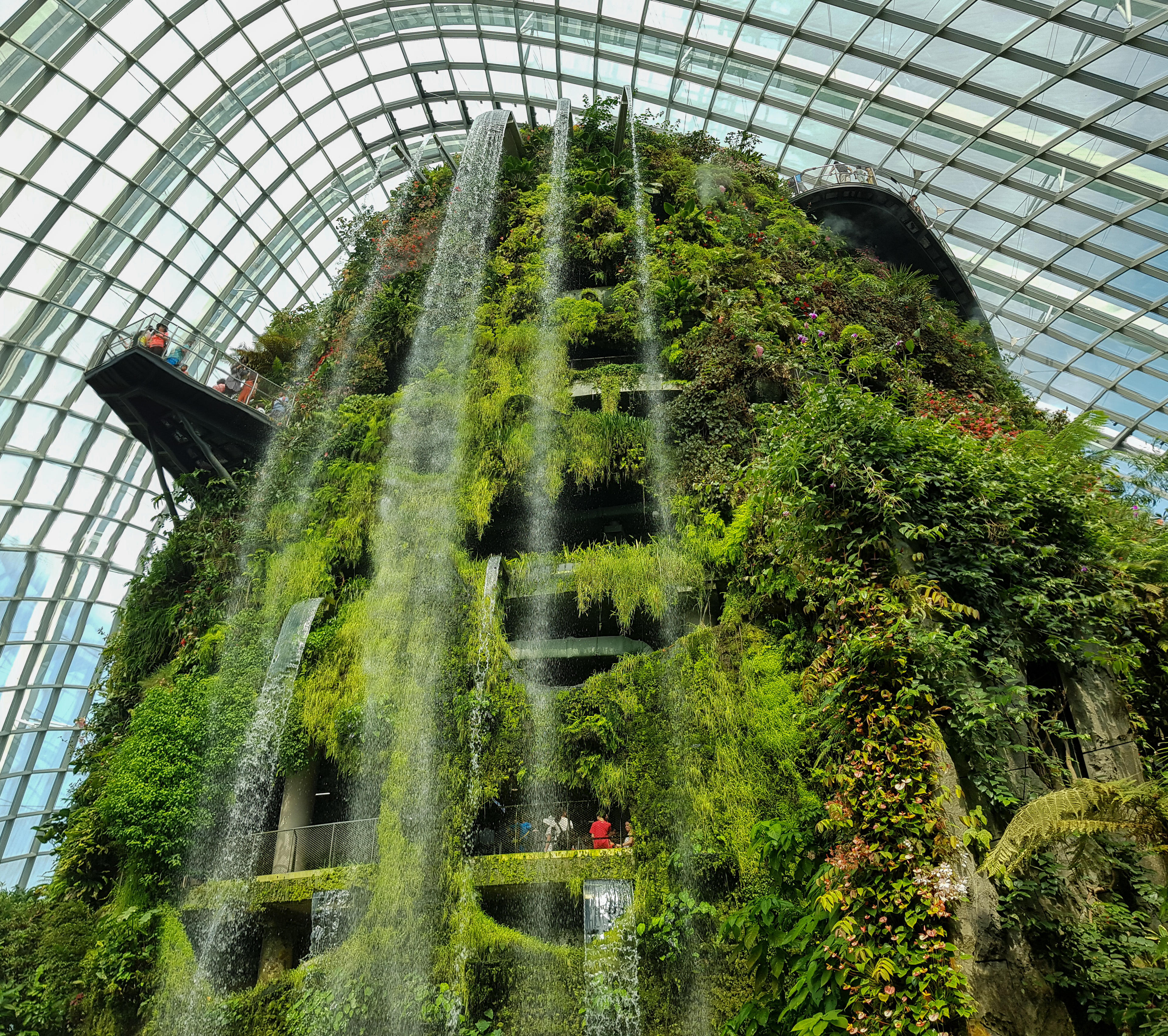 Cloud Forest