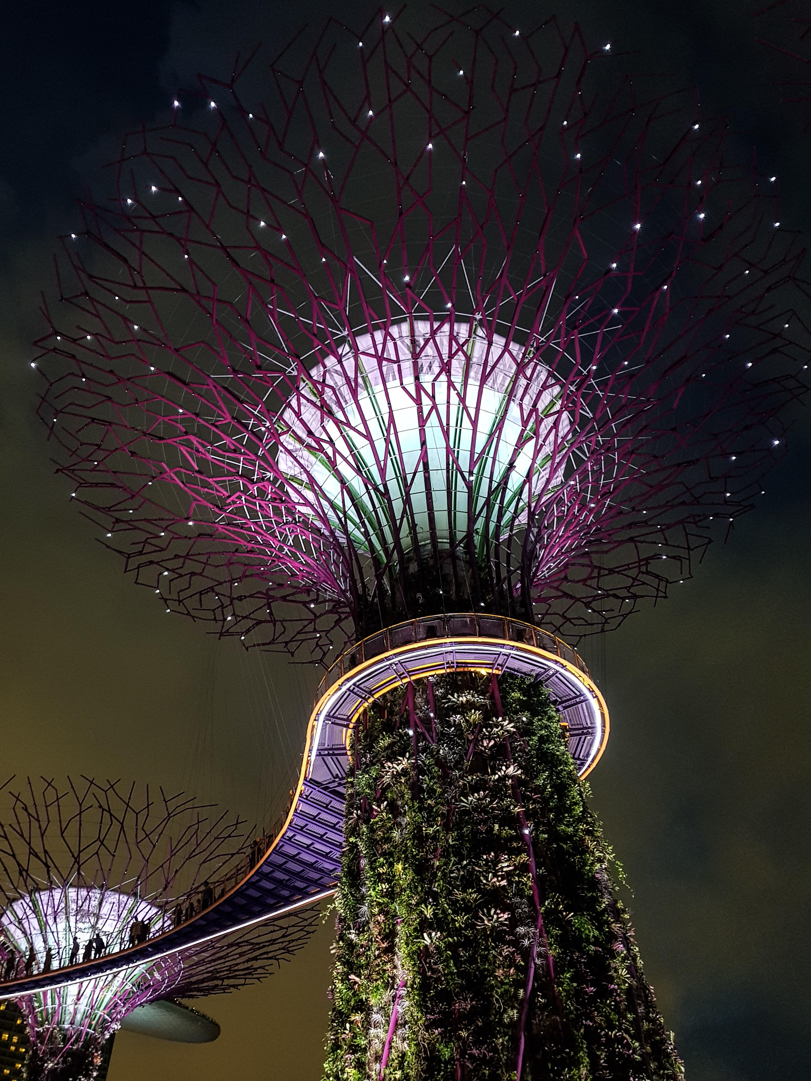 Gardens by the Bay trees